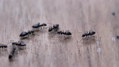 Group of Ants Crawling on a Wood Surface