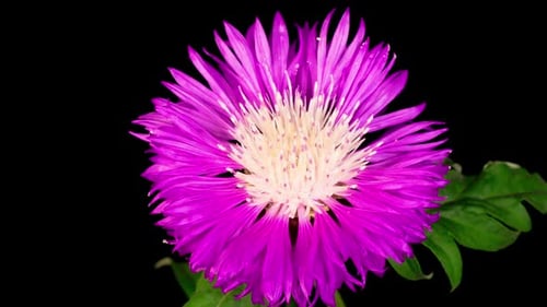 Laps de temps of Blossoms Fleur violette de bleuet persan Centaurea Dealbata