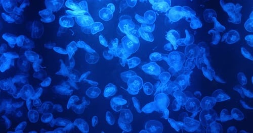 Quallen schwimmen im Wassertank