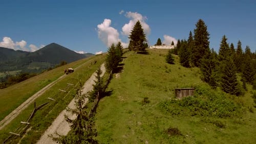 Graswiese am Berg im Sommer