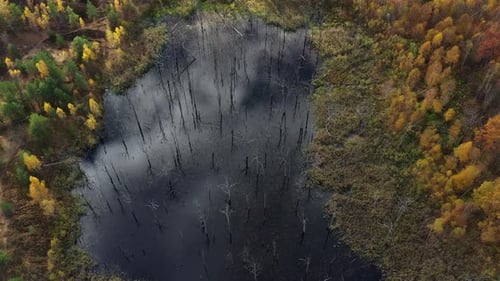 Flying above the lake with dead trees in abandoned quarry.