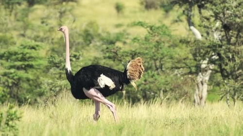 A Maasai Ostrich Walking Alone In The Wilderness In El K Safari In Kenya Under The Sunny Day. -wide