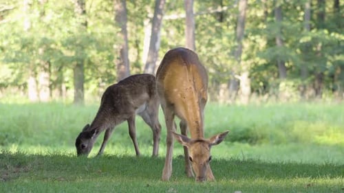 Fallow Deer Does Graze in a Meadow By a Forest on a Sunny Day - Closeup