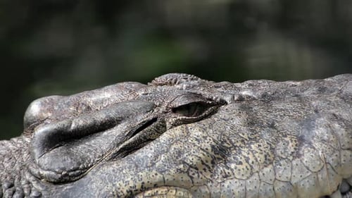 Crocodile