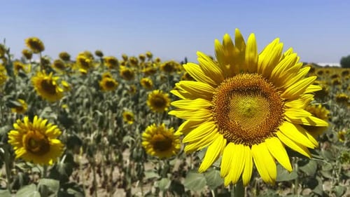 Beautiful Natural Plant Sunflower In Sunflower Field In Sunny Day 41