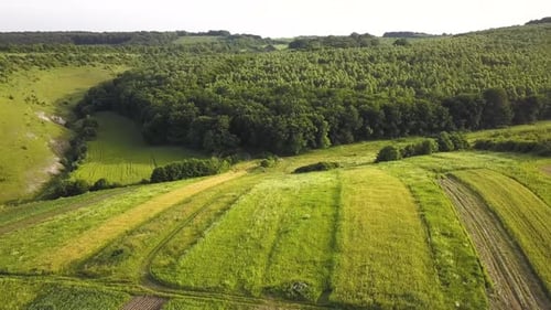 Aerial view of green agriculture fields in spring with fresh vegetation after seeding season.