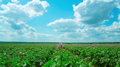 Field of flowering potatoes
