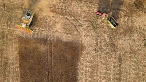 Aerial View of Combine Harvester and Cargo Trailer Working During Harvesting Season on Large Ripe
