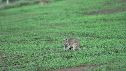 Kleines Wallaby in Mission Beach