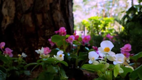 Nahaufnahme von Blumen im Garten während der Kamera von rechts nach links