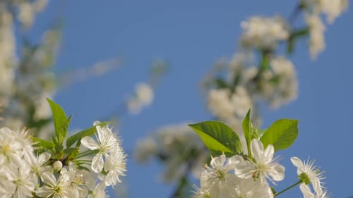 Erste weiße Kirschbaumblüten vor blauem Himmel im frühen Frühling Naturfarben 4K 2160p UltraHD-Video