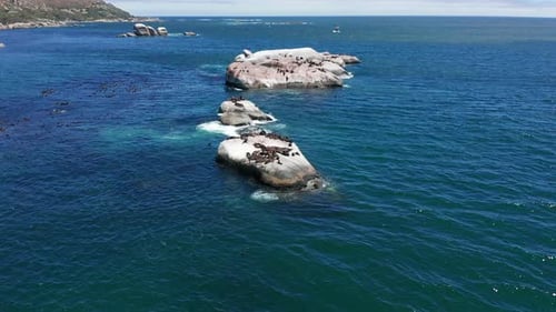 The Seals on Rocky Natural Habitat