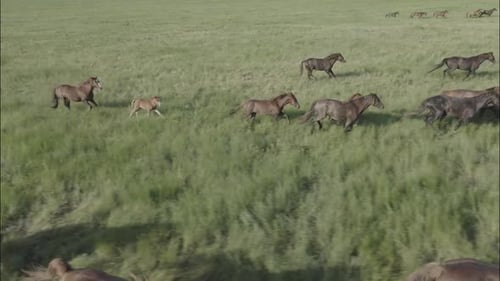 Chevaux sauvages qui courent des Mustangs sauvages sur l'herbe verte