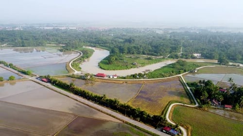 Aerial view rural scene of paddy field plantation