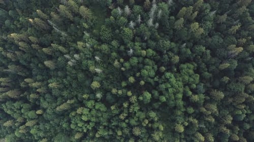 Aerial View of Treetops in a Coniferous Forest