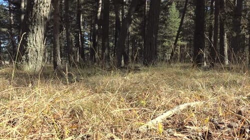 Dried Herbs on Forest Ground
