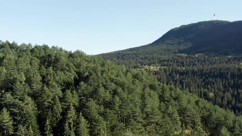 Aerial View of a Beautiful Pine Forest in the Mountains
