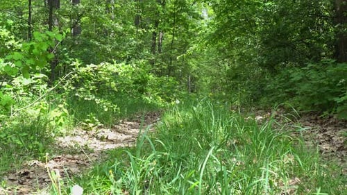 Forest In The Summer