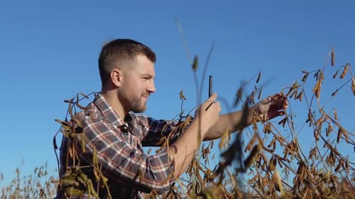 Um fazendeiro ou agrônomo em um campo tira uma foto de talos de soja maduros em uma câmera em sua cela