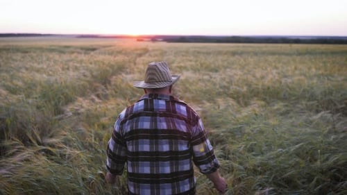 The Agricultural Farmer in Golden Wheat Field at Sunset