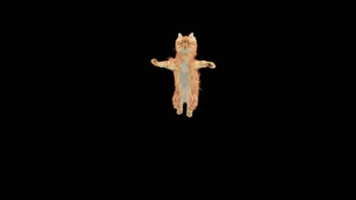 Katze Jumping HD