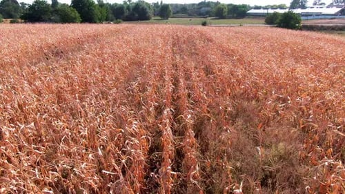 Field landscapes. fields of corn. aerial. golden corn.