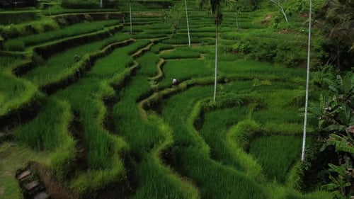 Farmer Collects Rice on Beautiful Rice Terrace