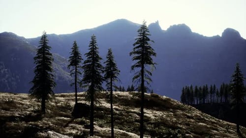 Trees on Meadow Between Hillsides with Conifer Forest