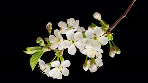 Time Lapse of Blooming Cherry Flowers