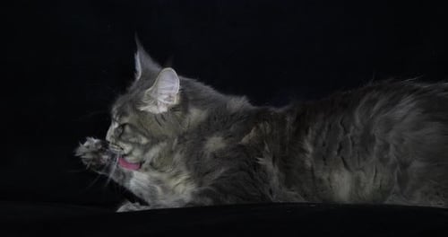Blue Blotched Tabby Maine Coon Domestic Cat, Female laying against Black Background, Licking