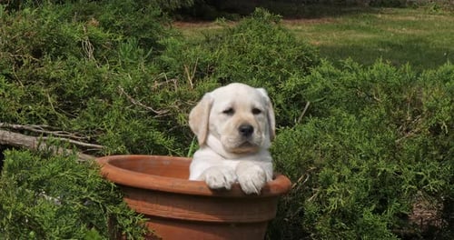 Yellow Labrador Retriever, Puppy Playing in a Flowerpot, Normandy, Slow Motion 4K