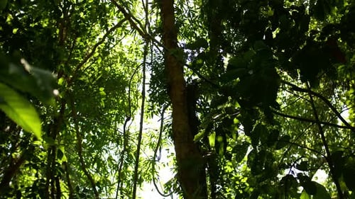 Nature Forest