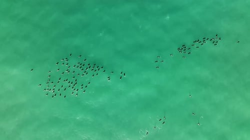 Eine Herde Wildenten schwimmt im Meer Luftbild 4 K