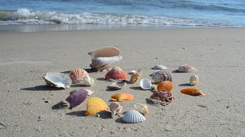 Cockleshells 2