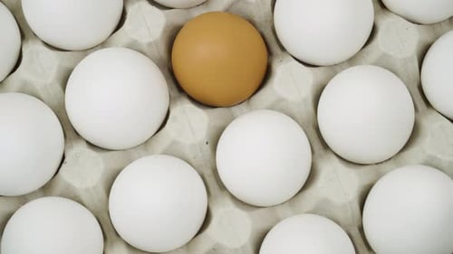 Carton of White Eggs with One Brown Egg