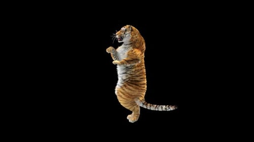 Tiger Dancing HD