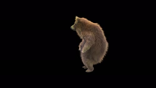 Animated Brown Bear Standing and Looking Around
