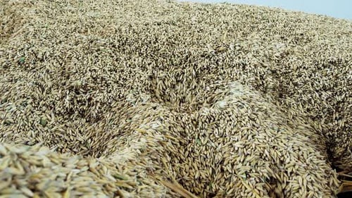 Grains of Oats Poured into the Granary