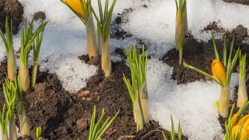Timelapse Flowers Bloom in Spring