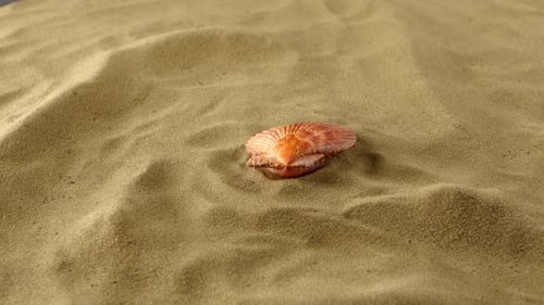Wonderful Sea Shell, Pink, on Sand, Shadow, Rotation