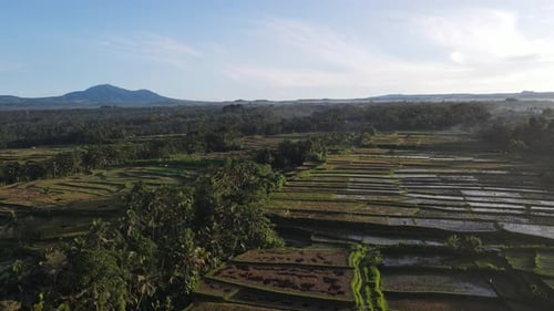 Aerial view of morning in rice field Bali in traditional village