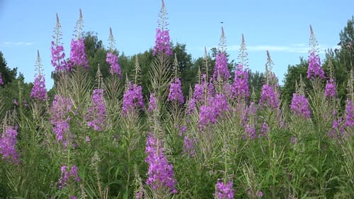 Field of Fireweed Flowers on a Summer Day