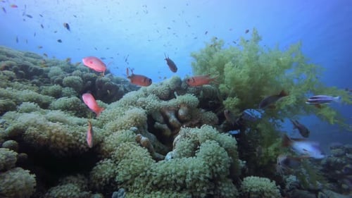 Underwater Sea Coral Reef