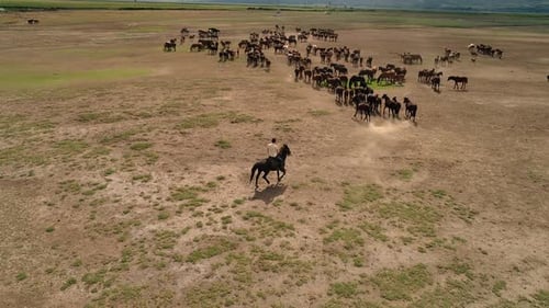 Cowboy On Horses