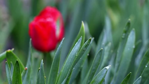 Beautiful red tulip on a background of green leaves stirs in the wind.