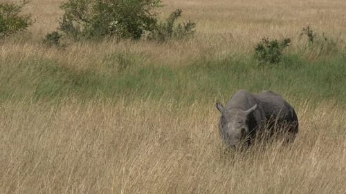 Rhino Grazing Peacefully in African Savanna