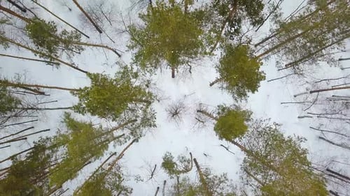 Winter Forest