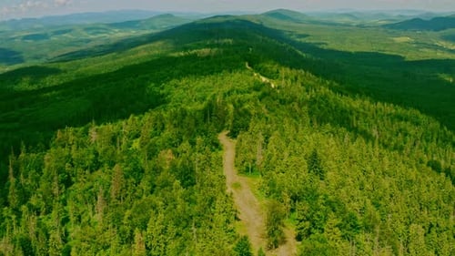 Drone Flies Above Path in Greenwood