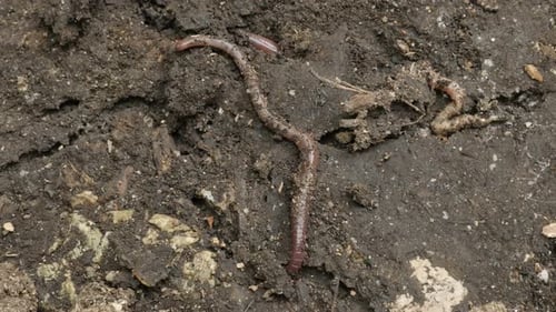 Vidéo 4K de Lumbricus Terrestris Dew Earth Worm