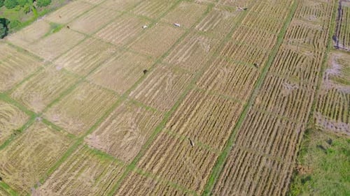 Vista aérea superior de arroz em casca fresco, campo agrícola verde na zona rural
